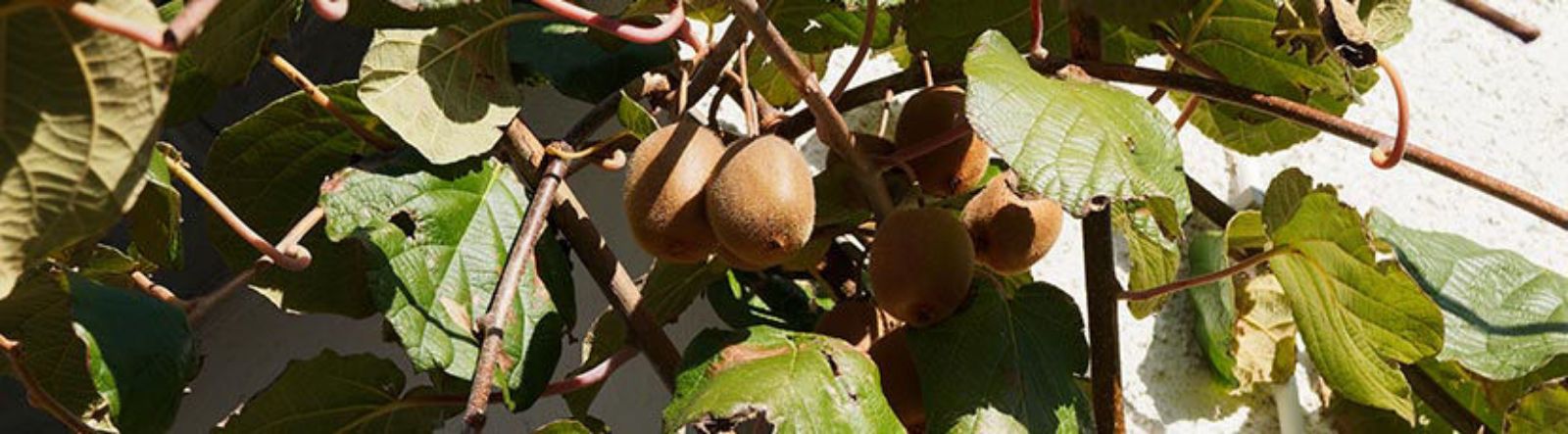 Les Plantes grimpantes fruitières